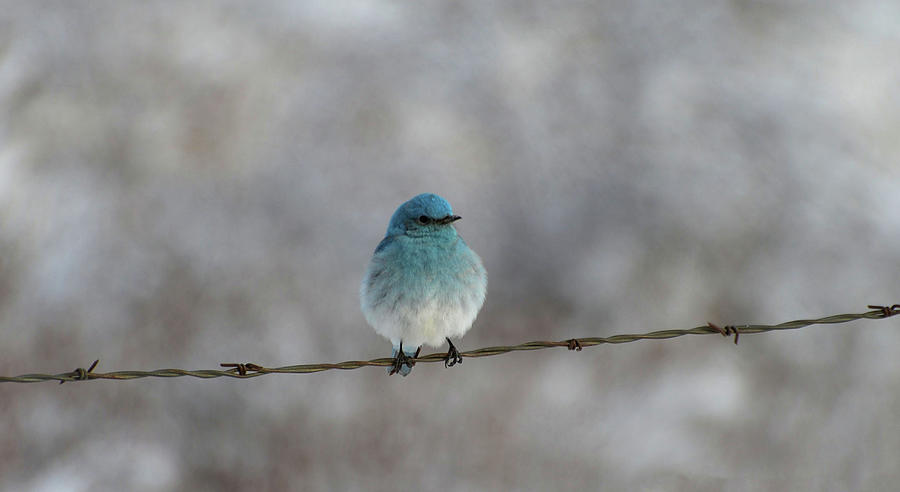 Mountain Bluebird #1 Photograph by Whispering Peaks Photography