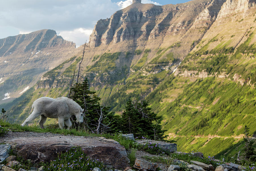 Mountain Goat in Glacier National Park #1 Photograph by John McGraw