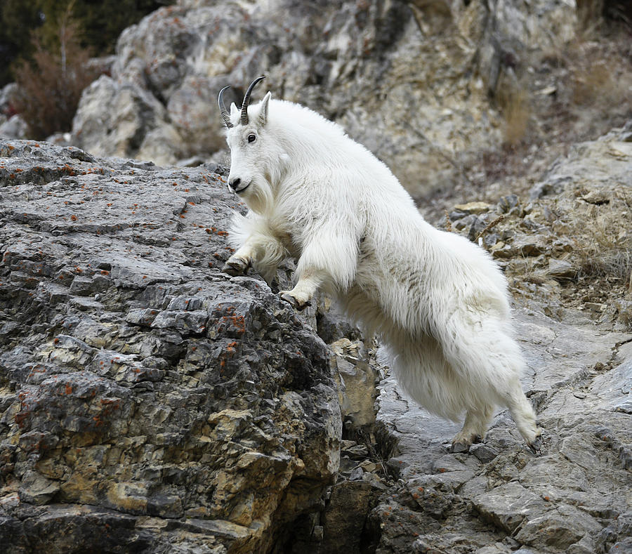 Mountain goat Photograph by Kerry Singleton