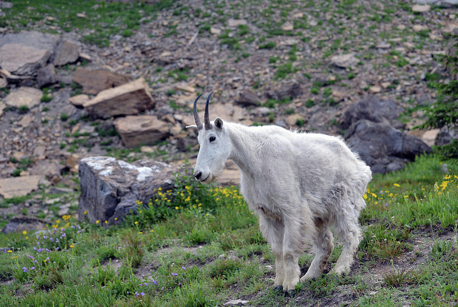 Mountain Goat 2 Photograph by Whispering Peaks Photography