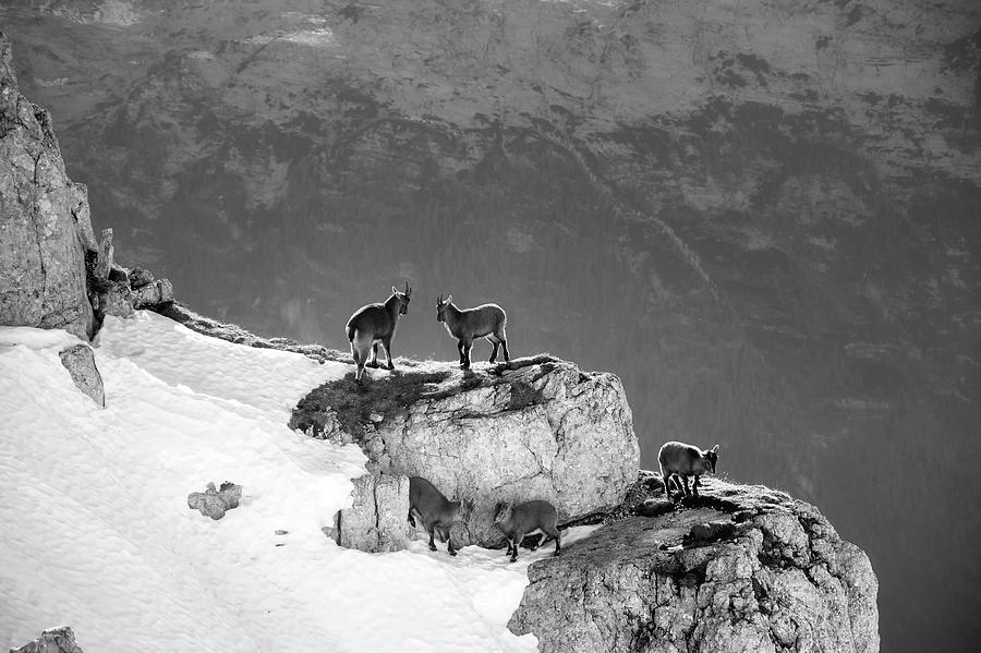 Mountain Photograph - Mountain Goats by Mountain Dreams