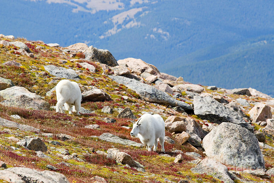 Mountain Goats On Mount Bierstadt In The Arapahoe National Forest Photograph