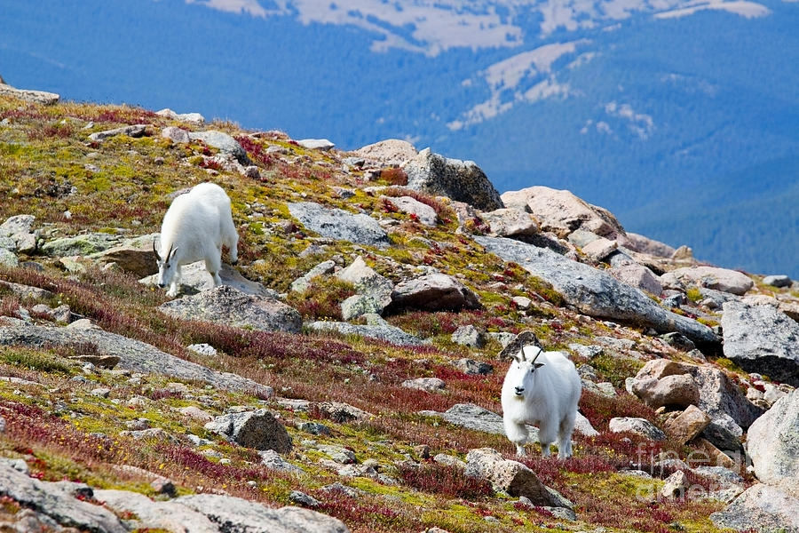 Mountain Goats on Mount Bierstadt in the Arapahoe National Forest #1 Photograph by Steven Krull