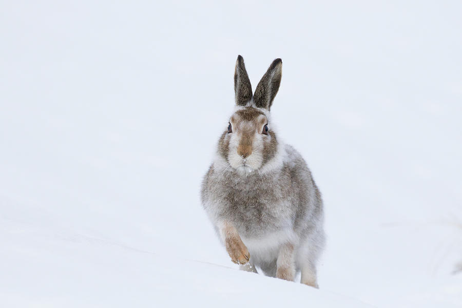 Mountain Hare - Scotland by Karen Van Der Zijden Mountain Hare - Scotland by Karen Van Der Zijden