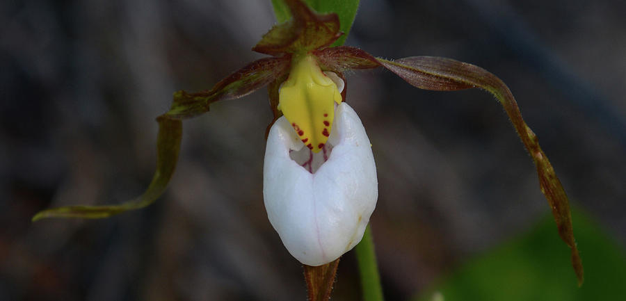 Mountain Lady Slipper Orchid #1 Photograph by Whispering Peaks Photography