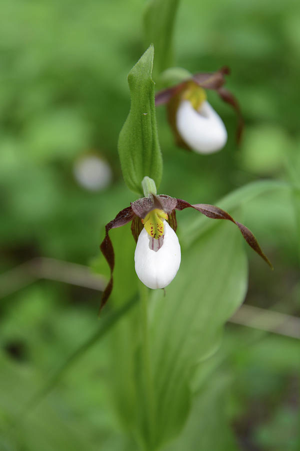 Mountain Lady Slipper Orchids #1 Photograph by Whispering Peaks Photography