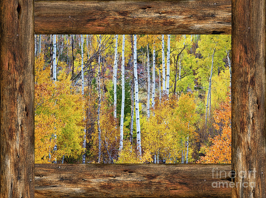 Colorful Aspen Forest Rustic Cabin Window View  Photograph by James BO Insogna