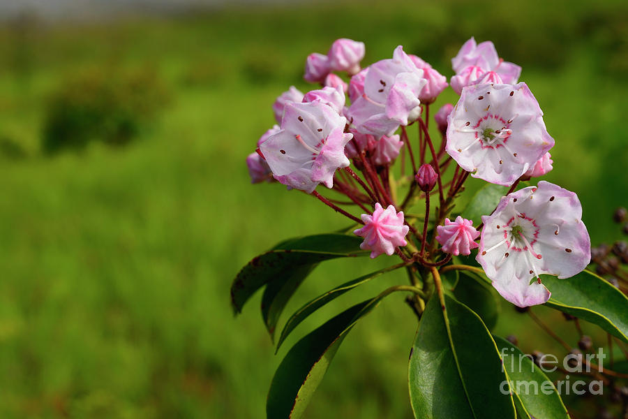 Mountain Laurel in Bloom #1 Photograph by Thomas R Fletcher