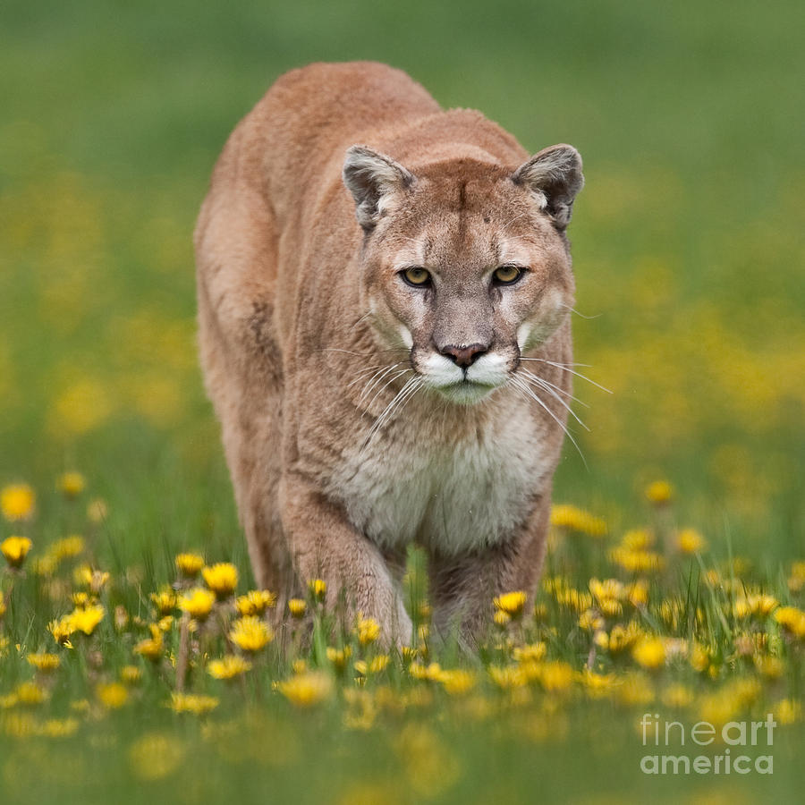 Nature Photograph - Mountain Lion and Arrowroot square by Jerry Fornarotto