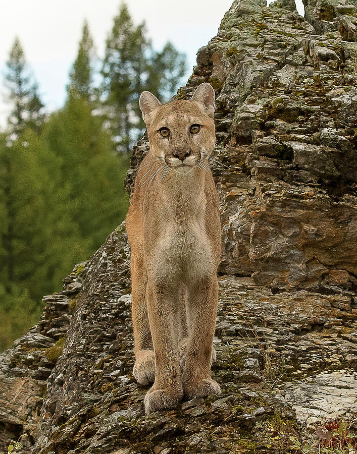 Mountain Lion #1 Photograph by Mary Jo Cox
