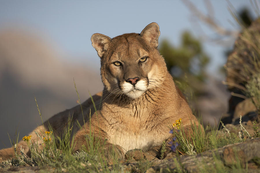 Cat Photograph - Mountain Lion Portrait North America #3 by Tim Fitzharris