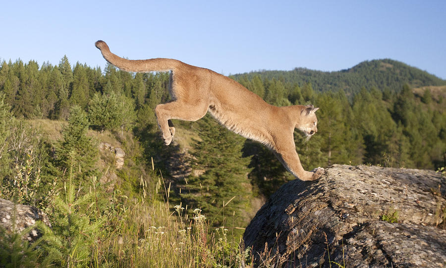 Mountain Lion Puma Concolor Jumping by Matthias Breiter