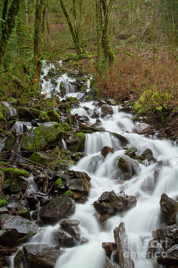 Mountain Stream #1 Photograph by Idaho Scenic Images Linda Lantzy