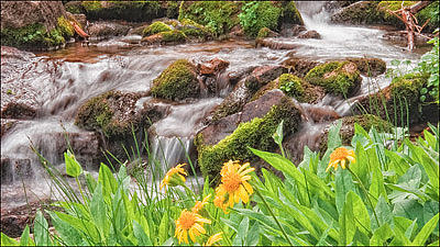 Mountain stream #1 Photograph by Douglas Pulsipher
