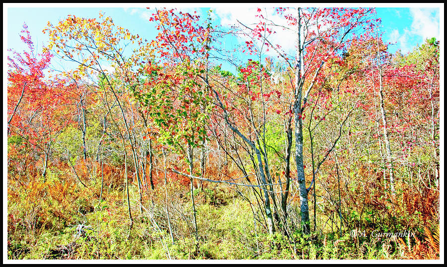 Mountain Thicket in Autumn Pocono Mountains Pennsylvania #1 Photograph by A Macarthur Gurmankin