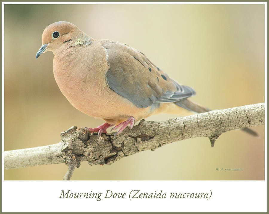 Mourning Dove, Animal Portrait #1 Photograph by A Macarthur Gurmankin