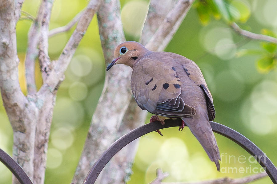 Mourning Dove #1 Photograph by Anne Kitzman