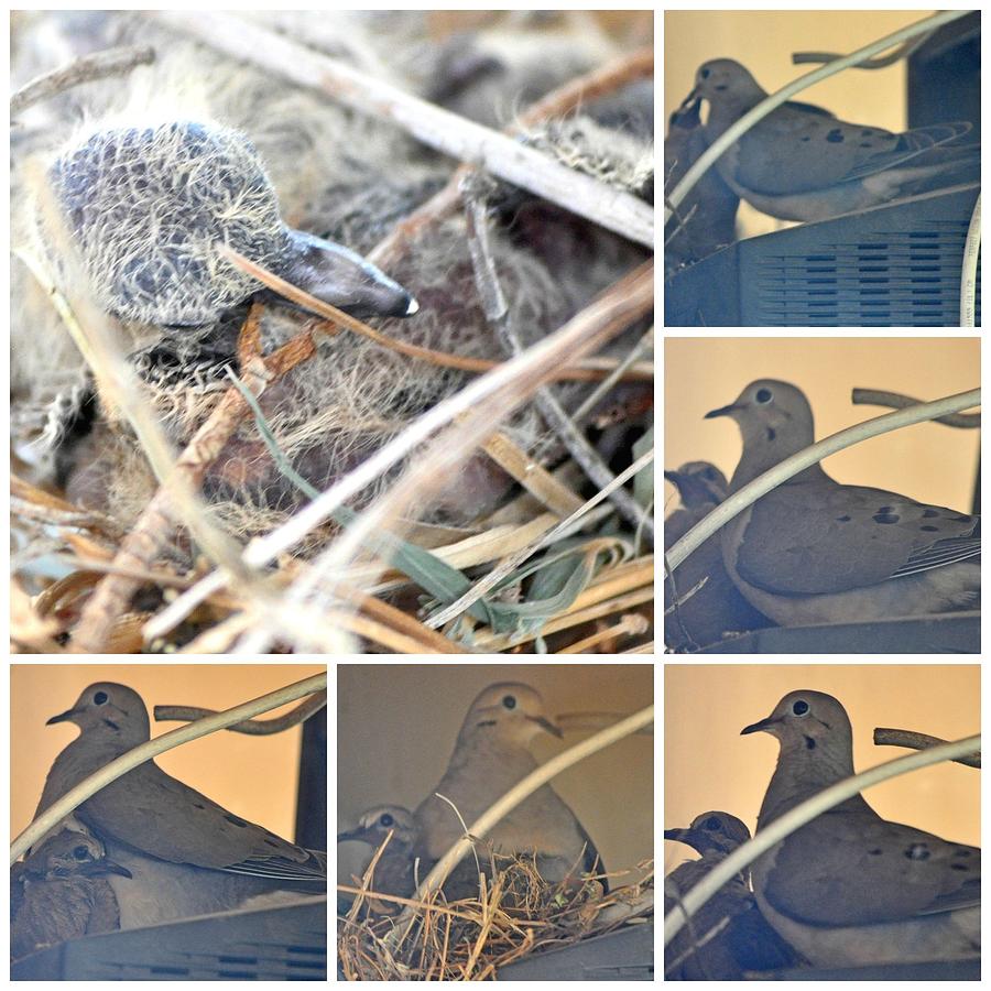 Mourning Dove Collage #2 Photograph by Jay Milo
