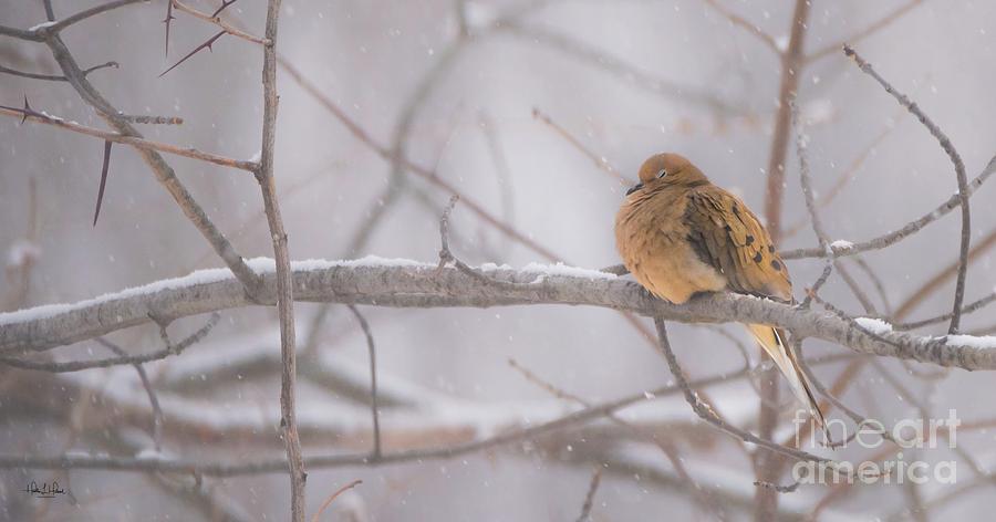 Mourning Dove #1 Photograph by Heather Hubbard