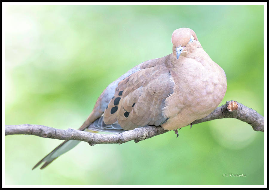 Mourning Dove in a Quiet Repose #1 Photograph by A Macarthur Gurmankin