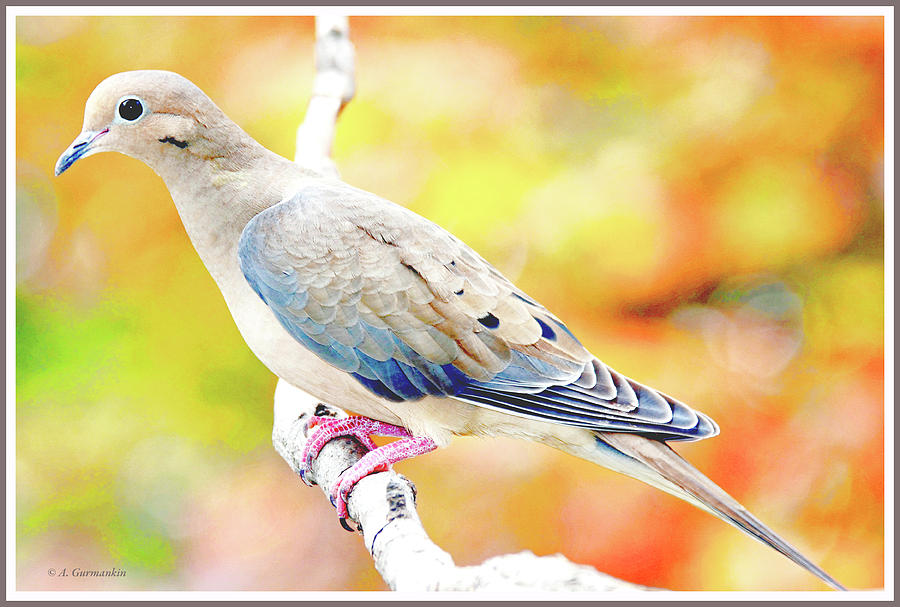 Mourning Dove in Autumn #1 Photograph by A Macarthur Gurmankin