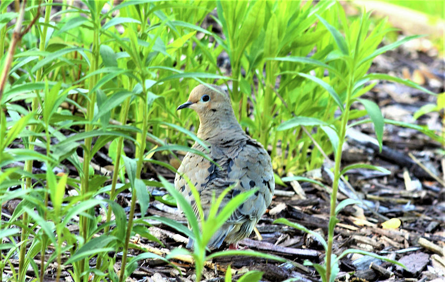 Mourning Dove In Garden Photograph