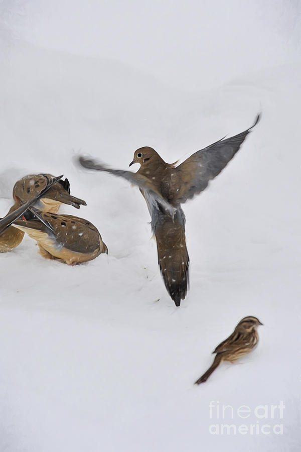 Mourning Dove landing in the snow #1 Photograph by Dan Friend