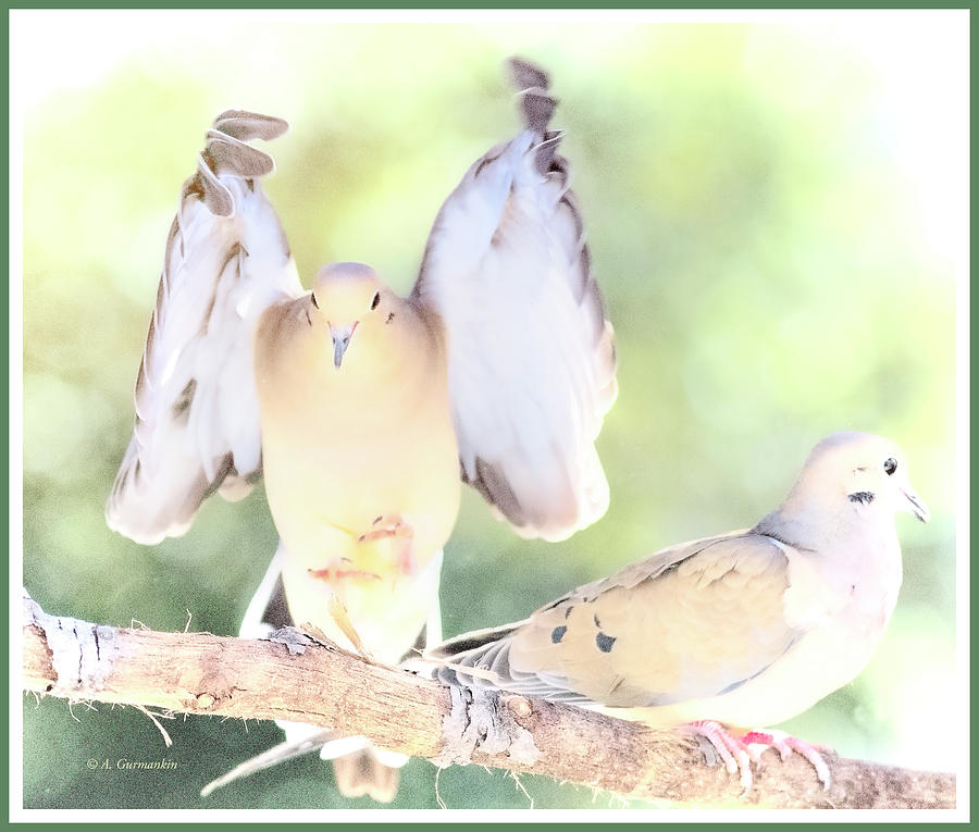 Mourning Dove Pair #1 Digital Art by A Macarthur Gurmankin
