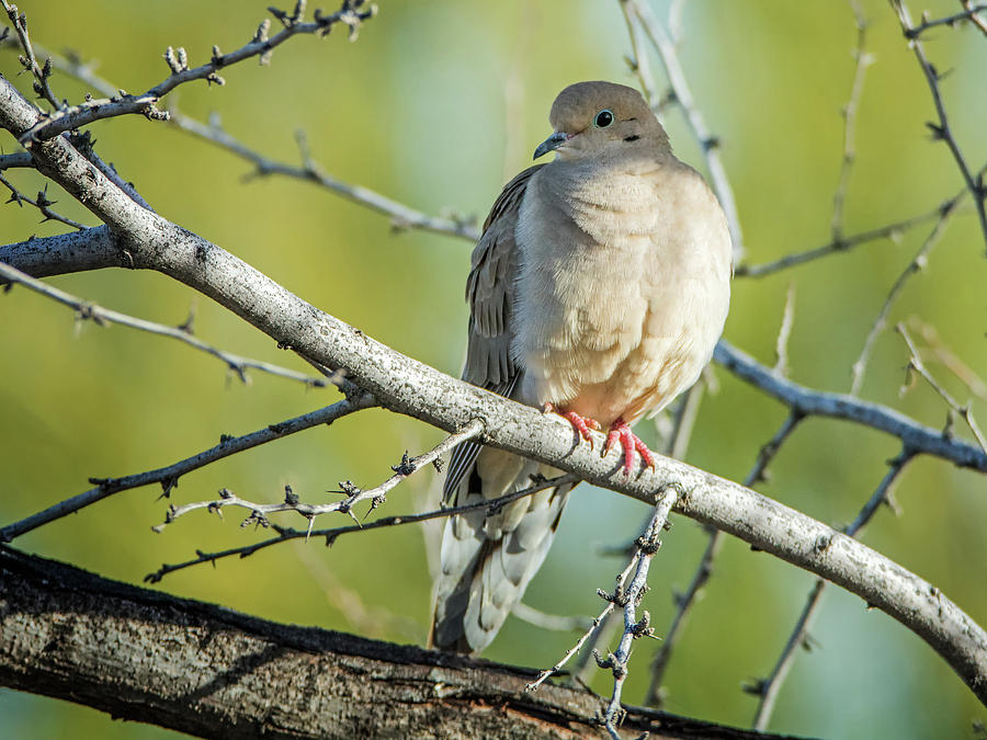Mourning Dove #1 Photograph by Tam Ryan