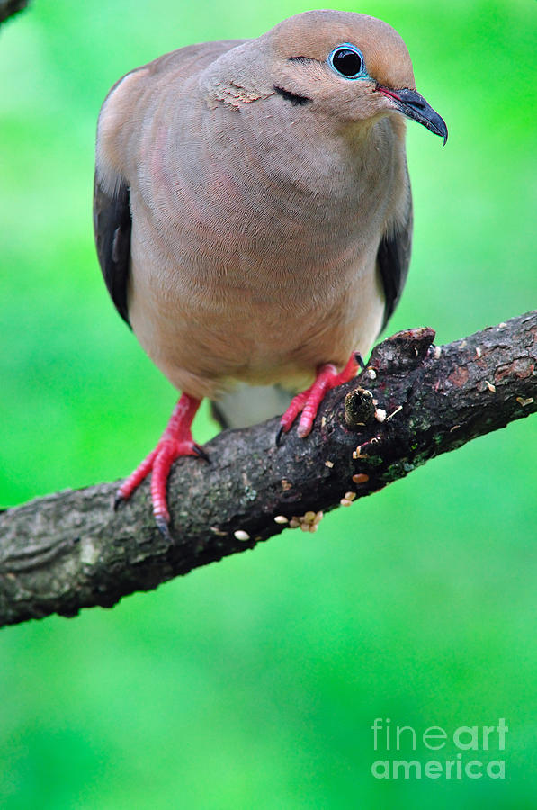 Mourning Dove #1 Photograph by Thomas R Fletcher