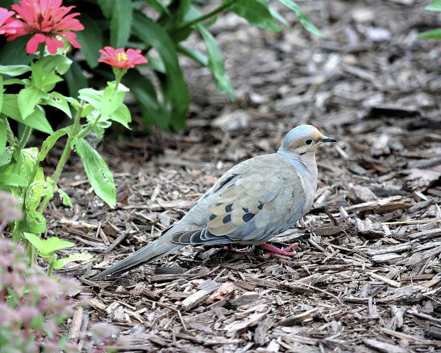 Mourning Dove Visit Photograph