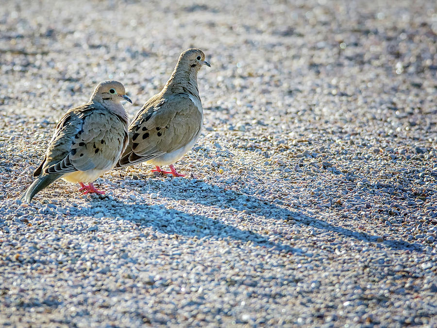 Mourning Doves #1 Photograph by Tam Ryan