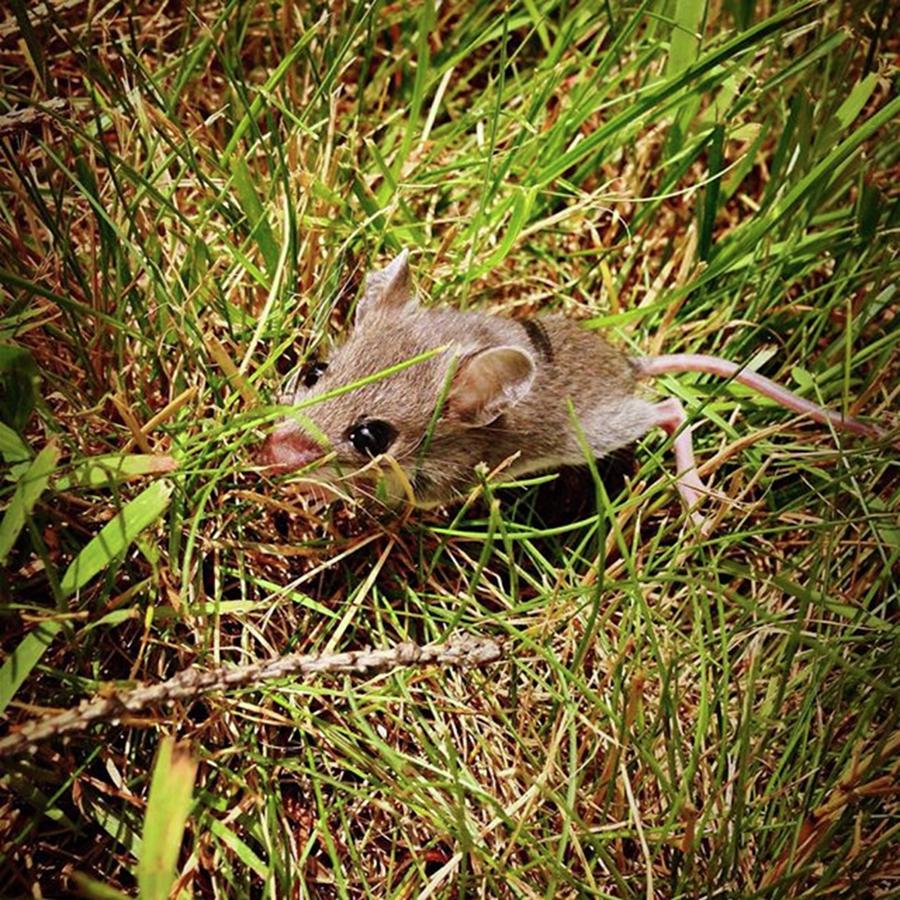 Mouse Photograph - Mouse In Grass. #mouse #animal #rodent #1 by Amanda Richter