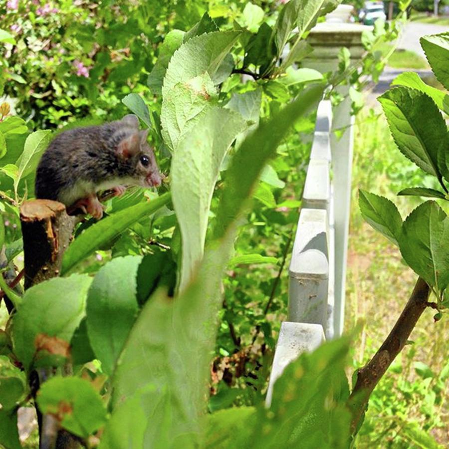 Summer Photograph - Mouse Sitting On Plant. #mouse #animal #1 by Amanda Richter