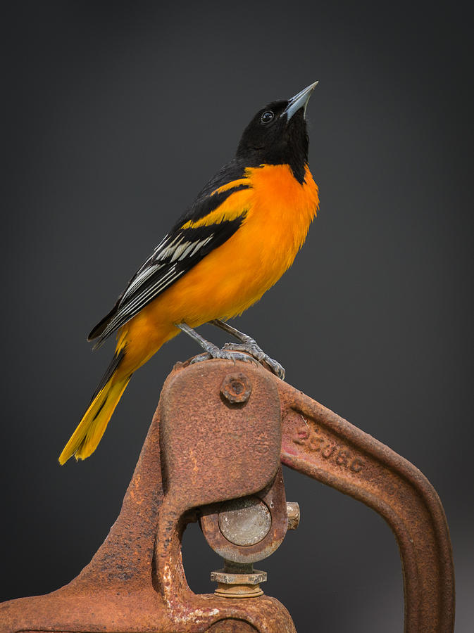 Oriole Photograph - Mr Baltimore Oriole #1 by Larry Pacey