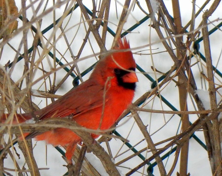 Mr. Cardinal #1 Photograph by Betty-Anne McDonald