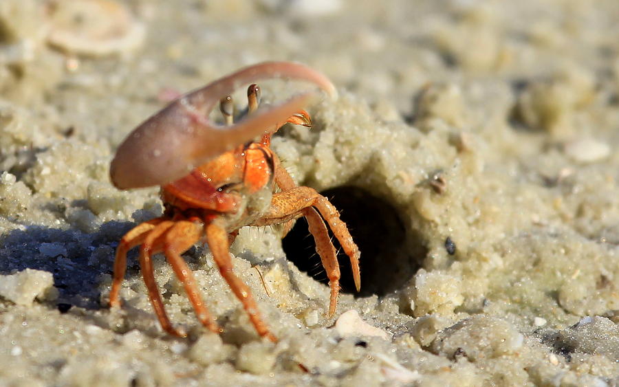 Mr. Crab #1 Photograph by Sean Allen