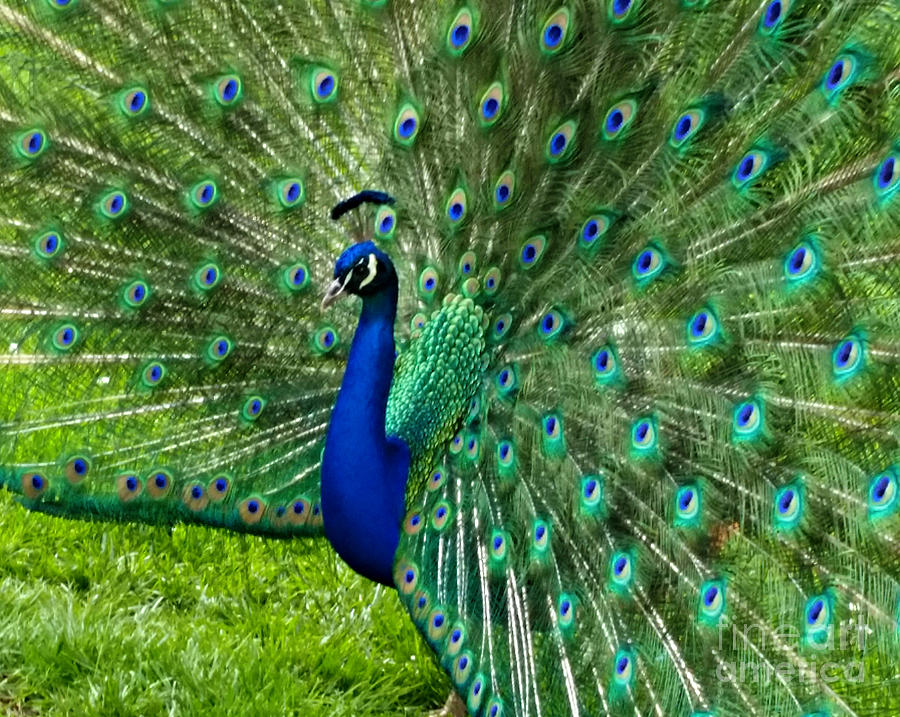 Peacock Photograph - Mr. Peacock #1 by Mindy Bench