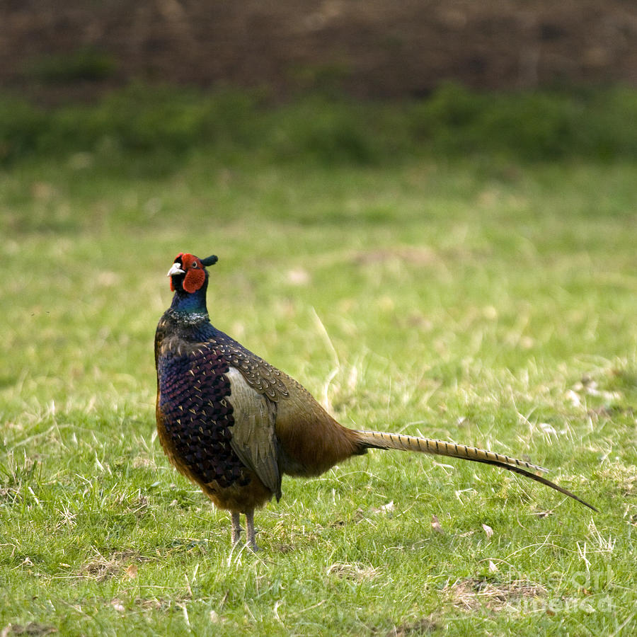 Mr Pheasant #1 Photograph by Ang El
