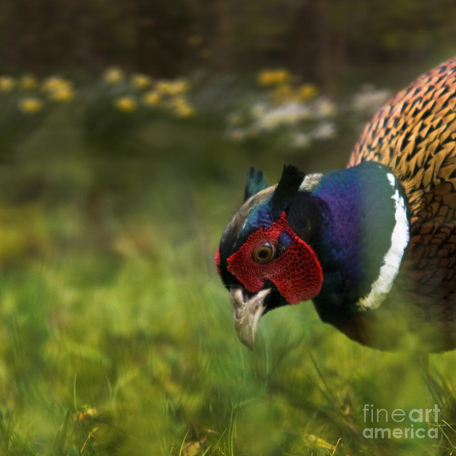 Mr Pheasant #1 Photograph by Ang El