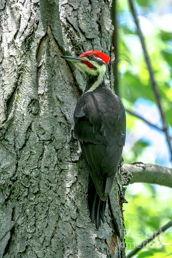 Mr. Pileated Woodpecker Photograph by Cheryl Baxter