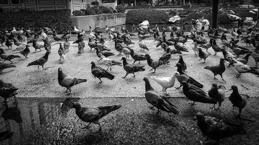Pigeon Photograph - Rush hour by Sekson Ongvachiranukul