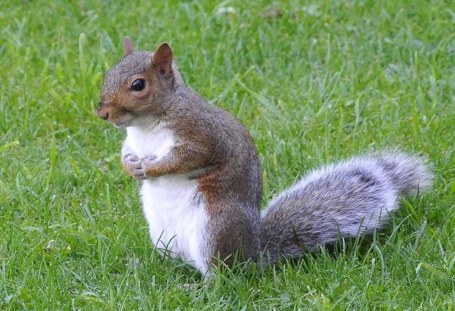 Mr Squirrel Photograph by Lynne Iddon - Fine Art America