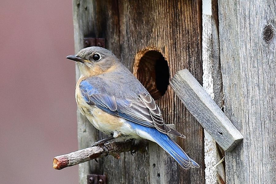 Mrs. Bluebird #2 Photograph by Jo-Ann Matthews - Fine Art America