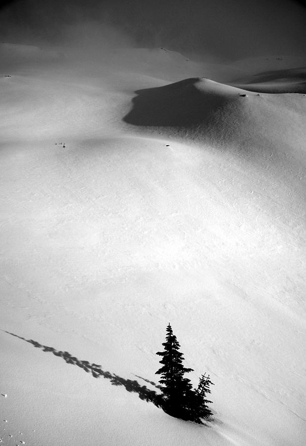 Mt. Baker Tree Photograph by Alasdair Turner - Fine Art America