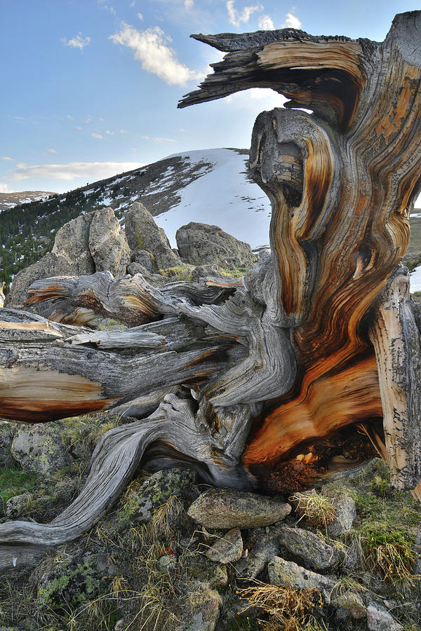 Mt. Evans Bristlecone #2 Photograph by Ray Mathis