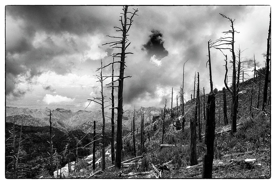 Mt Lemmon Trailhead #1 Photograph by Chris Smith