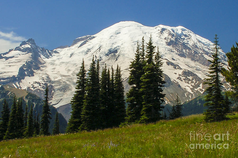Mt. Rainier Alpine Meadow #1 Photograph by Chuck Flewelling