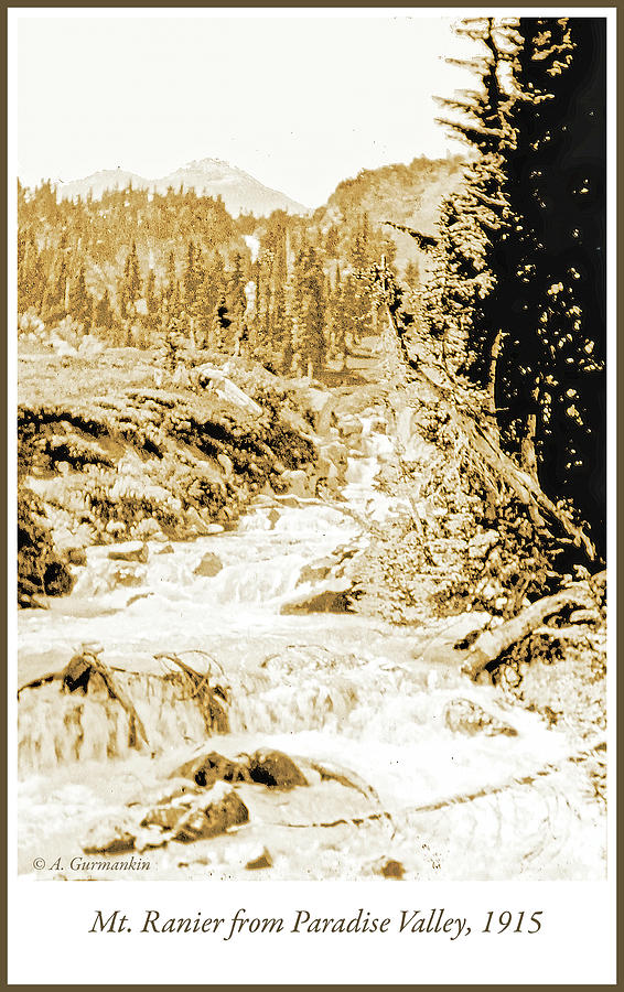 Mt. Rainier from Paradise Valley, 1915 #1 Photograph by A Macarthur Gurmankin