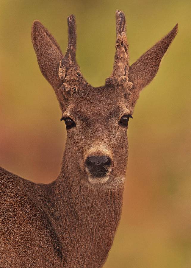 Mule deer  #1 Photograph by Brian Cross